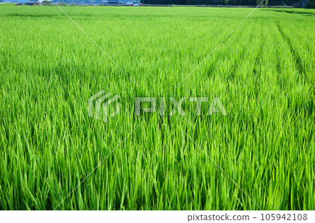 Close-up green rice field, rice Close-up green rice field, rice 105942108