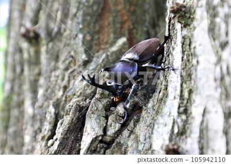 A male rhinoceros beetle that lives in the woods of Aigo no Sato, Hatoyama Town, which is famous for its intense summer heat. A male rhinoceros beetle that lives in the woods of Aigo no Sato, Hatoyama Town, which is famous for its intense summer heat. 105942110