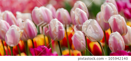 Pink tulips spring blossoming, bokeh flower background, pastel and soft floral card, selective focus Pink tulips spring blossoming, bokeh flower background, pastel and soft floral card, selective focus 105942140
