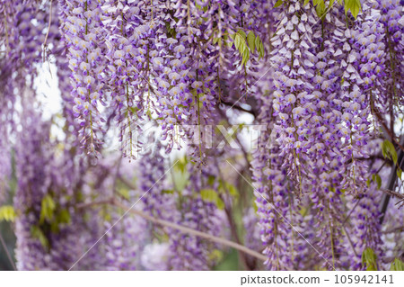 Blooming Wisteria Sinensis with scented classic purple flowersin full bloom in hanging racemes closeup. Garden with wisteria in spring Blooming Wisteria Sinensis with scented classic purple flowersin full bloom in hanging racemes closeup. Garden with wisteria in spring 105942141