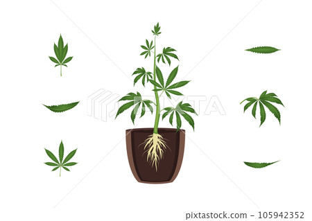 Cartoon Color Cannabis Plant Element Set Concept Flat Design Style. Vector illustration of Plant in the Pot Cartoon Color Cannabis Plant Element Set Concept Flat Design Style. Vector illustration of Plant in the Pot 105942352