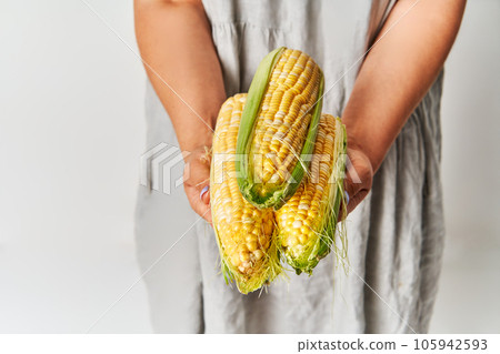 Fresh corn ears in woman hands over white background 105942593