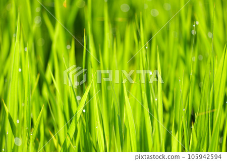 Rice field, close-up of morning dew on rice seedlings 105942594