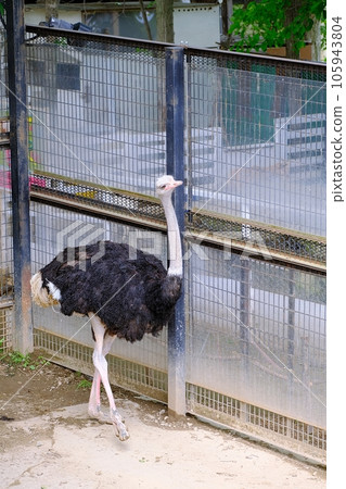 鴕鳥(札幌北野生動物園) 鴕鳥(札幌北野生動物園) 105943804