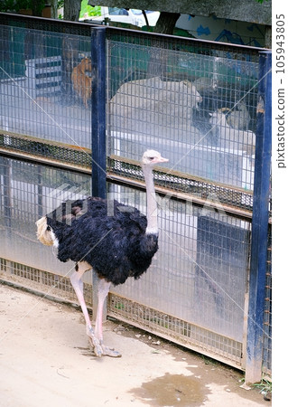 鴕鳥（札幌北野生動物園） 105943805