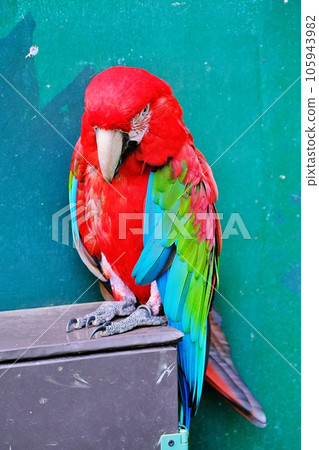 Green-winged Macaw Green-winged Macaw 105943982