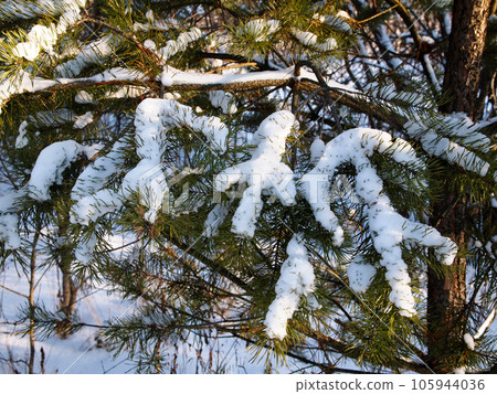 Winter forest, icy spruce branch, covered with snow. 105944036