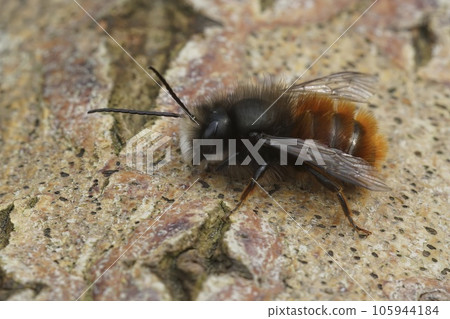 Closeup on a hairy female European orchard horned mason bee, Osmia cornuta sitting on wood Closeup on a hairy female European orchard horned mason bee, Osmia cornuta sitting on wood 105944184