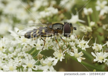 Detailed closeup on a a Yellow-bowed or Yellow-clubbed smoothwing , sitting on a white hogweed 105944187