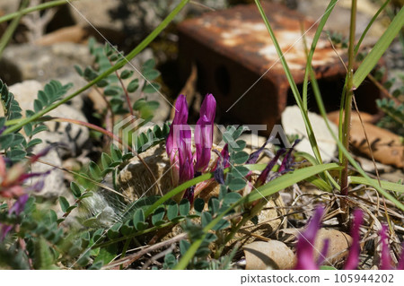 Low angle closeup on the purple flower of the Mediterranean Montpellier milk vetch , Astragalus monspessulanus 105944202