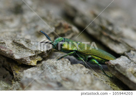 Closeup on the colorful green metallic jewel boring beetle, Anthaxia hungarica sitting on wood Closeup on the colorful green metallic jewel boring beetle, Anthaxia hungarica sitting on wood 105944203