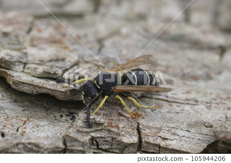 Closeup on the Medick or Black-headed Mason Wasp, Odynerus melanocephalus sitting on wood 105944206