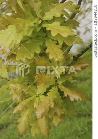 Vertical closeup on yellow to range foliage of Common or English Oak, Quercus robur Vertical closeup on yellow to range foliage of Common or English Oak, Quercus robur 105944210