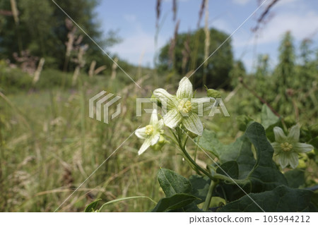 Wide angle closeup on a green flowering White bryony, Bryonia dioica, the host-plant for Andrena florea Wide angle closeup on a green flowering White bryony, Bryonia dioica, the host-plant for Andrena florea 105944212