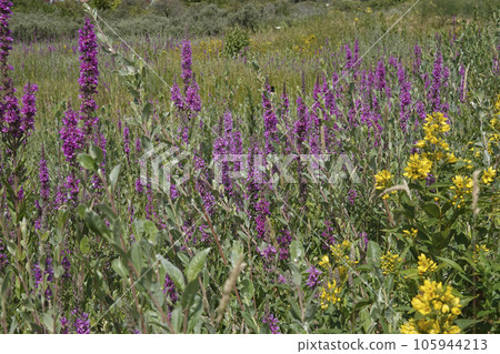 Colorful wildflower landscape with purple and yellow loosestrife, Lythrum salicaria and Lysimachia vulgaris Colorful wildflower landscape with purple and yellow loosestrife, Lythrum salicaria and Lysimachia vulgaris 105944213