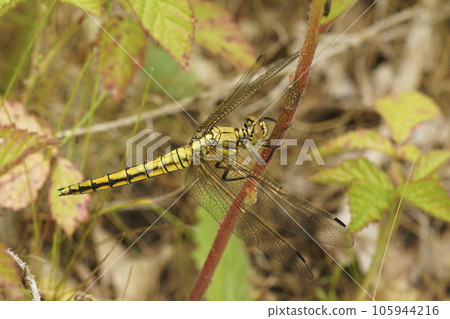 Closeup on a black tailed skimmer dragonfly, Orthetrum cancellatum hanging in the vegetation 105944216