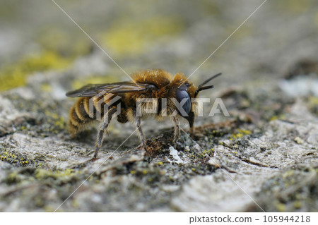 Closeup on a Mediterranean blue-eyed, male Hoplitis perezi solitary bee with brown to orange hairs 105944218