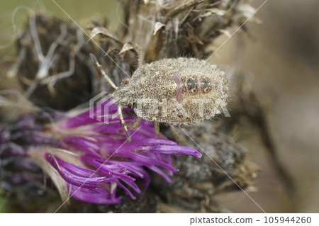 Closeup on an instar, nymph of the Hairy Shieldbug, Dolycoris baccraum on a purple thistle Closeup on an instar, nymph of the Hairy Shieldbug, Dolycoris baccraum on a purple thistle 105944260