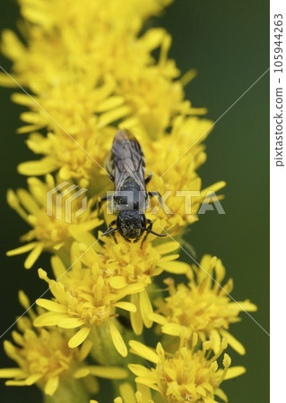 Vertical closeup on a small parasite dark bee, Stelis breviuscula, sitting on a yellow flower in the garden Vertical closeup on a small parasite dark bee, Stelis breviuscula, sitting on a yellow flower in the garden 105944263