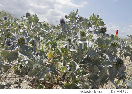 Wide angle closeup on the blue flowering Seaside eryngo, Eryngium maritimum 105944272
