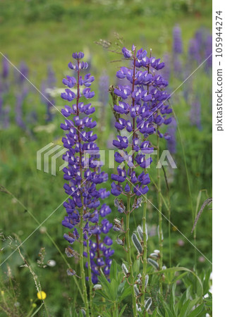 Vertical closeup on a blue flowering large-leaved lupine, Lupinus polyphyllus 105944274