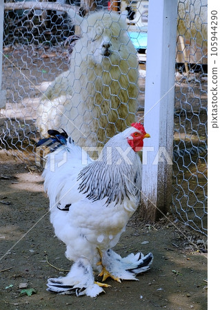 Brahma (background is alpaca) 105944290