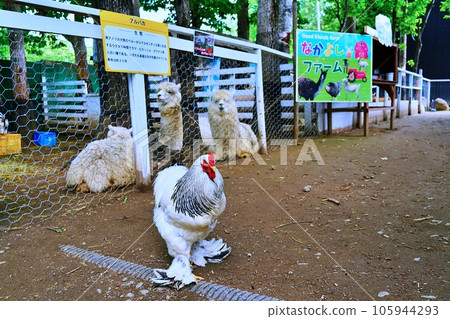 Brahma (background is alpaca) Brahma (background is alpaca) 105944293