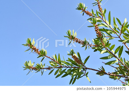 Callistemon after flowering (October) Callistemon after flowering (October) 105944975