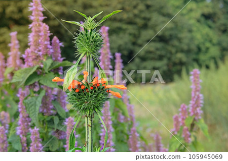 Lions ear of orange color. Leonotis leonurus. Summer flowers on blurred background of green grass. Blooming. Lions ear of orange color. Leonotis leonurus. Summer flowers on blurred background of green grass. Blooming. 105945069