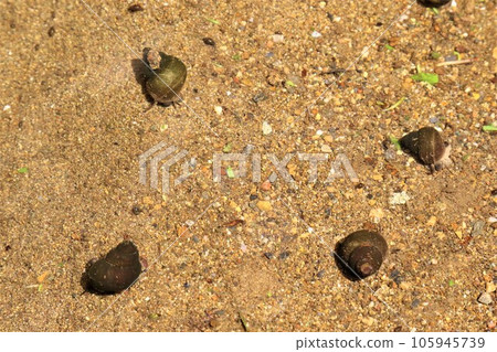 A rare snail that inhabits a swamp in the forest of Aigo no Sato, Hatoyama Town. 105945739