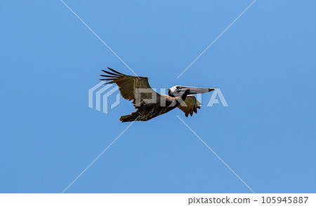 Pelican flying in a vert blue sky with no clouds 105945887