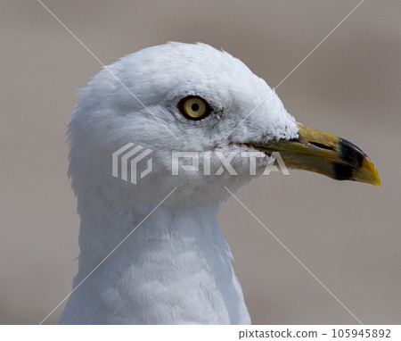 Close up of a seagulls profile portrait 105945892