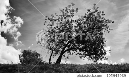 Tree on the meadow with cloudy sky in black and white 105945989