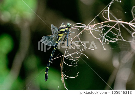 Sanaetridae Sanaetridae 105946318