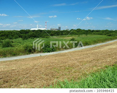 Edogawa riverbed scenery seen from the weeded bank in summer 105946415