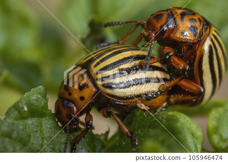 Two Colorado beetles eat potatoes 105946474
