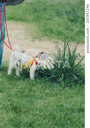 Photo of me walking my dog 105947246