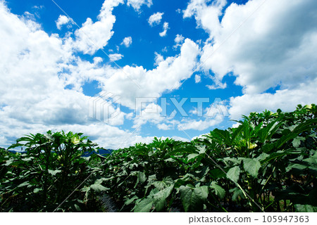 秋葵田和夏日的天空 秋葵田和夏日的天空 105947363
