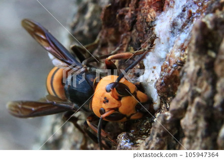 大虎頭蜂 105947364