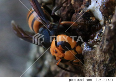 大虎頭蜂 105947384