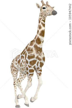 Kirin☆Giraffe Kirin☆Giraffe 105947442