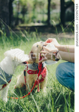 給狗狗餵食的場景 給狗狗餵食的場景 105947464