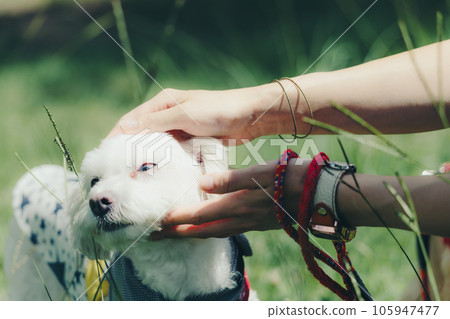 Scene of giving treats to dogs 105947477
