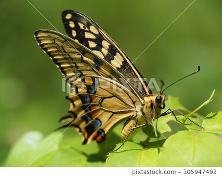 Swallowtail butterfly Swallowtail butterfly 105947492