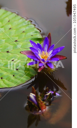 紫色百合花漂浮在水面花花（九月）圖鑑百合百合10V9.16 105947495