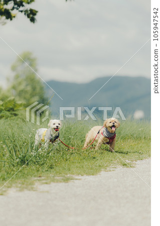 2 shots of dogs only 105947542