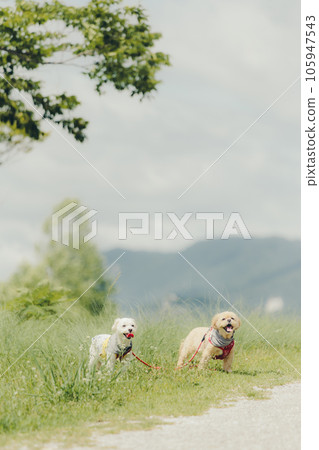 2 shots of dogs only 2 shots of dogs only 105947543