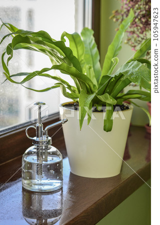 Vintage style plant mister on windowsill Vintage style plant mister on windowsill 105947623
