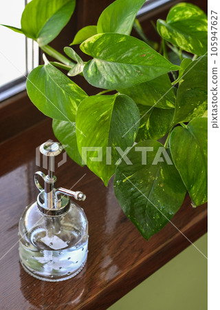 Vintage style plant mister on windowsill with golden epipremnum Vintage style plant mister on windowsill with golden epipremnum 105947627
