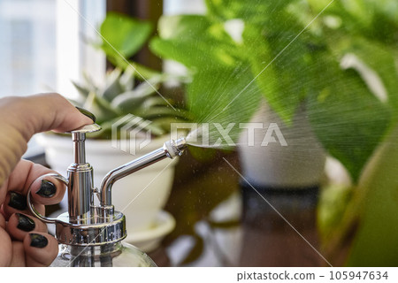 female hands, which are spraying water on leaves 105947634
